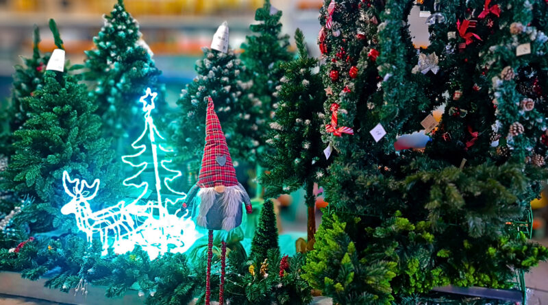 Aktualności choinki wience 800x445 Aktualności