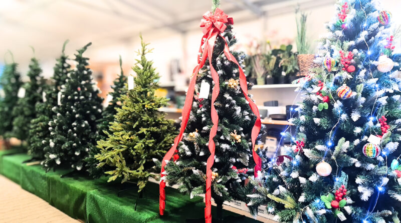 Aktualności choinki wience6 800x445 Aktualności