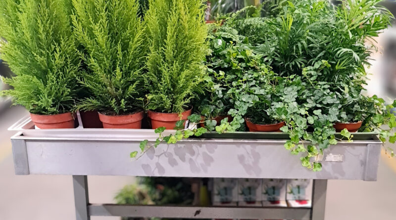 Aktualności choinki wience7 800x445 Aktualności